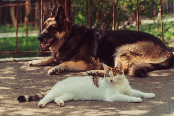 Gato Perro Perro Gato Yacen Uno Lado Del Otro — Foto de Stock