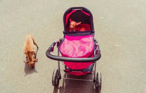 Wózek Dziecięcy Pies Siedzi Wózku Baby — Zdjęcie stockowe