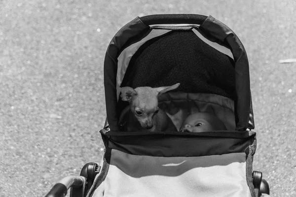 Baby Carriage Dog Sits Baby Carriage — Stock Photo, Image