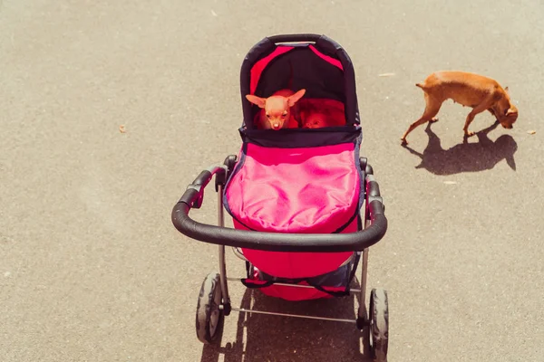 Baby Μεταφορά Ένα Σκυλί Κάθεται Ένα Κάνιστρο — Φωτογραφία Αρχείου