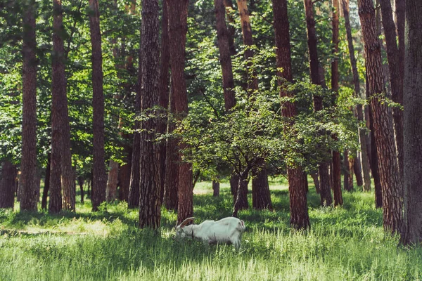 Козы Козы Пасутся Лесу — стоковое фото