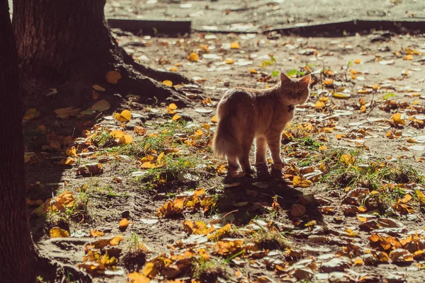 Katt Katten Går Längs Gatan Hösten — Stockfoto