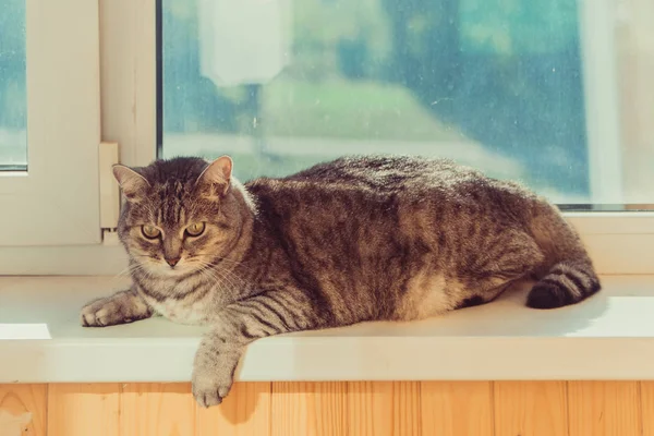 Sill Gato Está Sentado Parapeito Janela — Fotografia de Stock