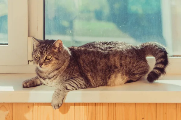 Schweller Die Katze Sitzt Auf Der Fensterbank — Stockfoto