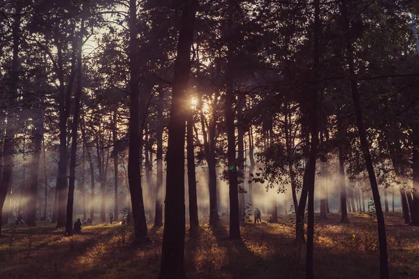 Füme orman park. Yangınlar nedeniyle park duman vardır.