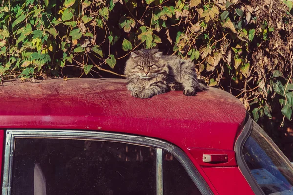 Kedi Arabanın Üstüne Yatıyor — Stok fotoğraf