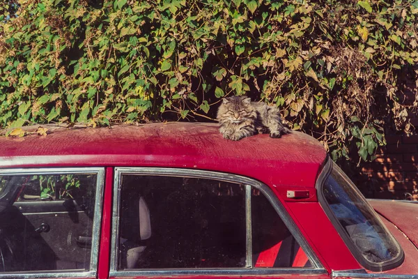 車に猫の嘘 — ストック写真