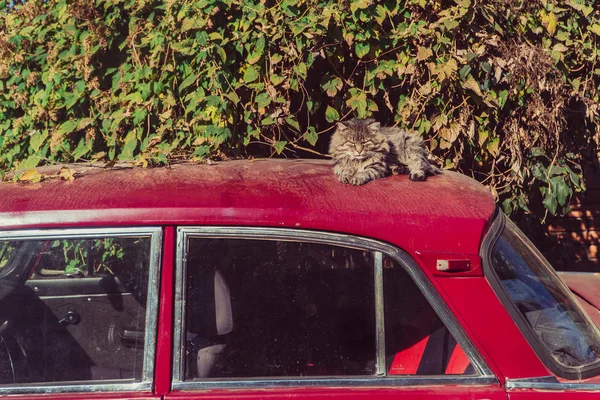 車に猫の嘘 — ストック写真