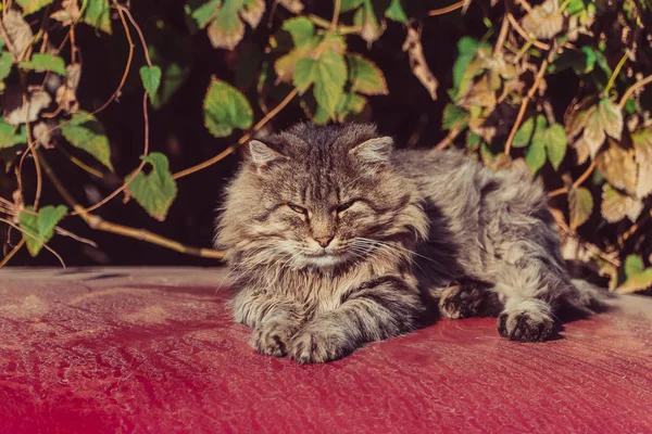 Кот Лежит Машине — стоковое фото
