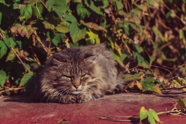 Kedi Arabanın Üstüne Yatıyor — Stok fotoğraf