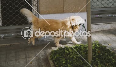 Kira kontratı. Köpek tasma dişlerini içinde tutar.