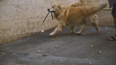 Kira kontratı. Köpek tasma dişlerini içinde tutar.