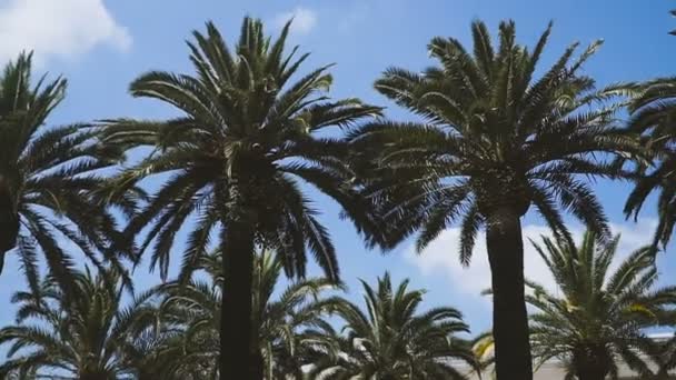 Пальмы Пальмы Против Голубого Неба — стоковое видео