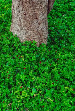 Yeşil flowerbed. Ağacın yanında yeşil flowerbed