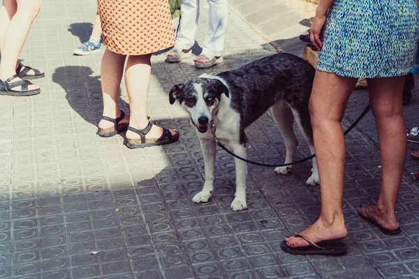Pies Pies Smyczy Kobieta Nogi — Zdjęcie stockowe
