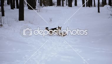 Kış. Köpekler karda çalıştırmak