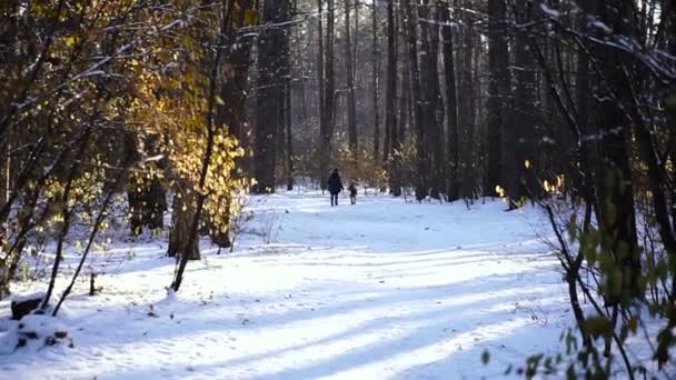冬天的森林 在后台被白雪覆盖的森林女主人正在遛狗 — 图库视频影像