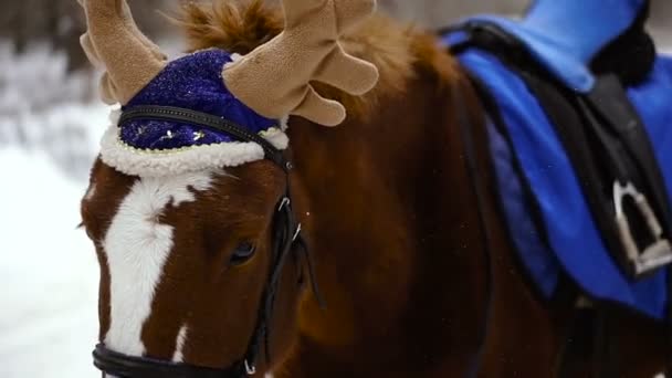 Cheval Cheval Dans Une Casquette Avec Des Cornes Orignal — Video