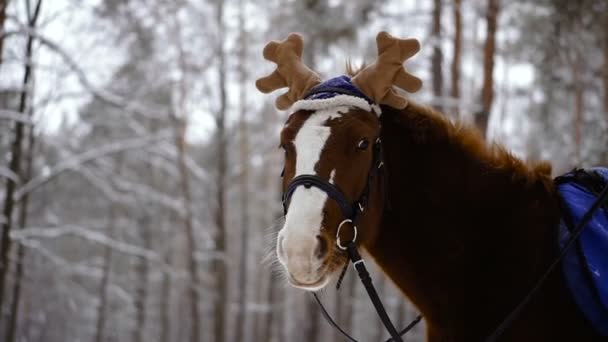 Paard Paard Een Dop Met Moose Hoorns — Stockvideo