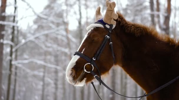 Pferd Pferd Mit Mütze Und Elchhörnern — Stockvideo