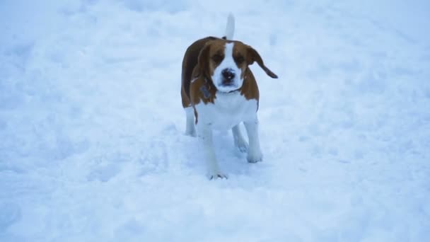Собачий Бигл Собака Бежит Снегу — стоковое видео