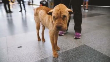 Köpek sahibi havalimanında bekliyor