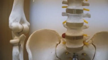 İnsan iskeleti. İnsan kaburgaları ve kafatası