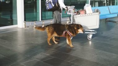 Köpek ve Bagaj. Köpek ve havaalanındaki Bagaj