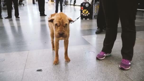 Σκυλί Είναι Αναμονή Στο Αεροδρόμιο Του Ιδιοκτήτη — Αρχείο Βίντεο