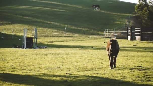 Pferd Pferd Fuß Auf Dem Feld — Stockvideo