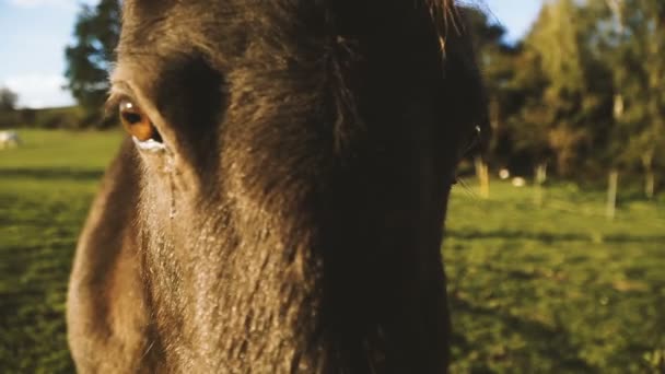 Лошадь Лошадь Ходит Полю — стоковое видео