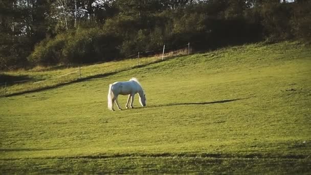 Koń Koń Chodzenie Polu — Wideo stockowe