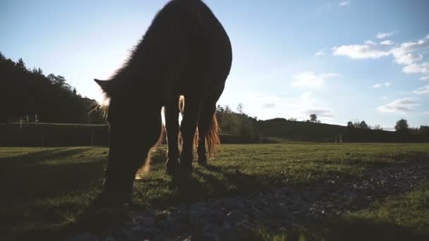 フィールドで歩いている馬 — ストック動画