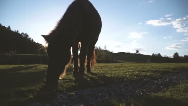 Cavallo Passeggiate Cavallo Nel Campo — Video Stock