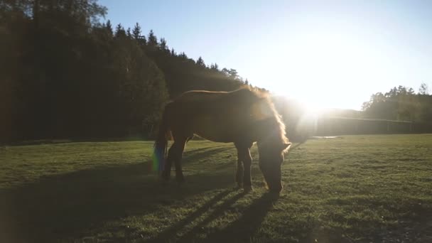 在田野里散步的马 — 图库视频影像