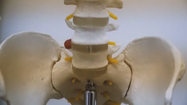 Человеческий Скелет Человеческие Ребра Череп — стоковое видео