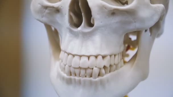 Människans Skelett Mänskliga Revben Och Skalle — Stockvideo