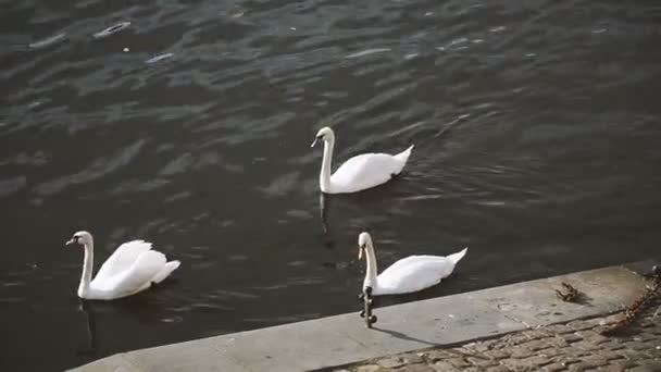 Des Cygnes Les Cygnes Nagent Sur Remblai Prague — Video