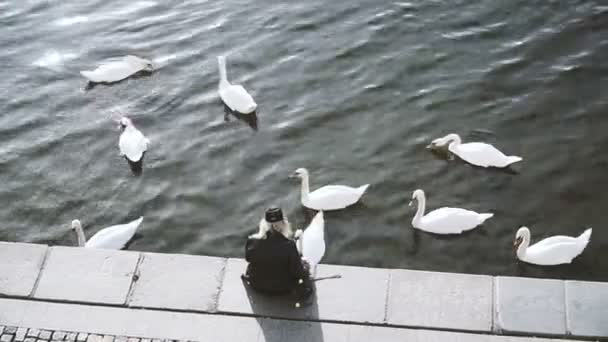 Лебеди Лебеди Плавают Набережной Праги — стоковое видео