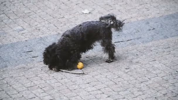 Dog Played Tennis Ball — Stock Video