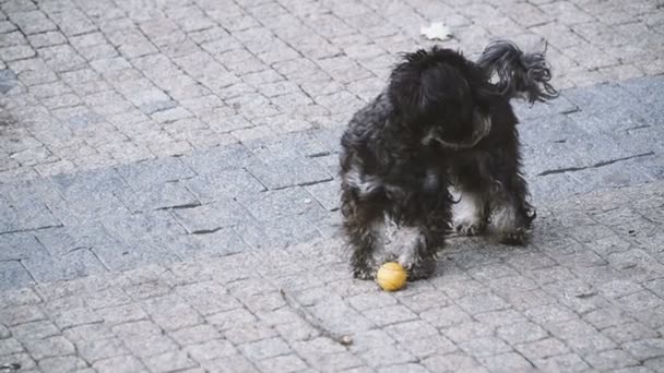 Hond Wordt Gespeeld Met Een Tennisbal — Stockvideo