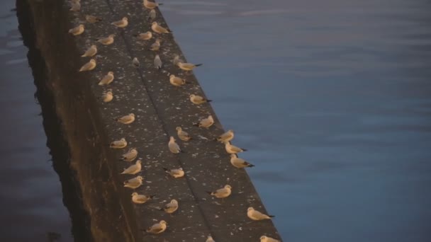 海鸥在晚上睡觉 — 图库视频影像