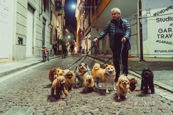 W³Ochy Milan Października 2018 Włoski Pies Chodzić Mediolanie — Zdjęcie stockowe