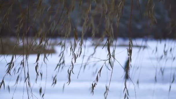 Patinoire Patinoire Sur Lac Les Gens Patinent — Video