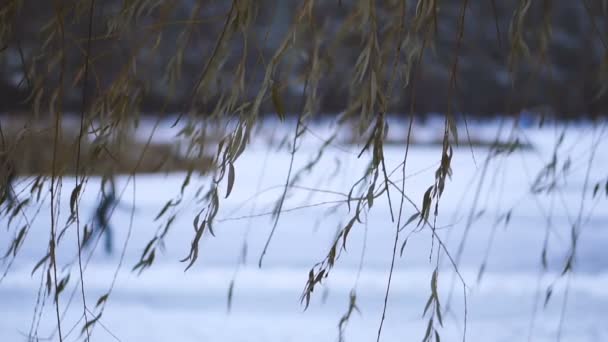 Eisbahn Eisbahn Auf Dem See Eislaufen Für Menschen — Stockvideo