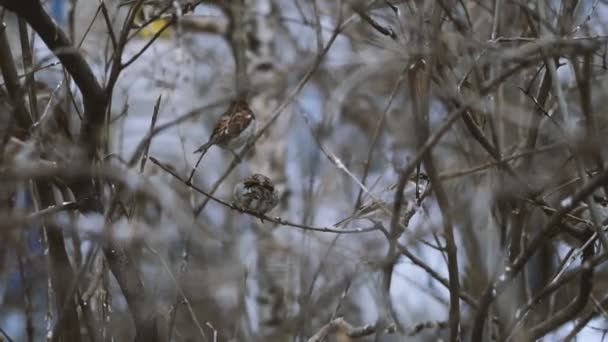 Wróbel Wróbel Siada Snowy Krzak — Wideo stockowe