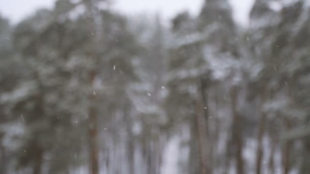 Invierno Bosque Pino Cubierto Nieve — Vídeos de Stock