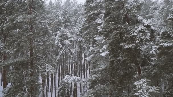 Winter Sneeuw Overdekte Dennenbos — Stockvideo