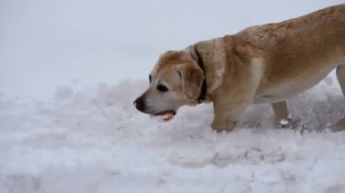 Kış. Köpek içinde belgili tanımlık kar
