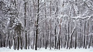 Kış. Karlı ormanı. Kış. Snowy orman